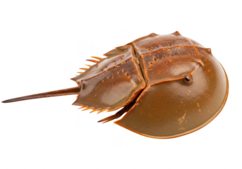 A horseshoe crab isolated on transparent background