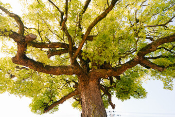 Longevity large camphor tree with green leaves
