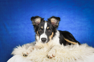 Cute Border Collie puppy lying on fluffy rug in studio. Adorable Border Collie puppy lying on a white fluffy rug against a blue studio background. The young dog looks directly at the camera.