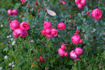 pink flowers in the garden