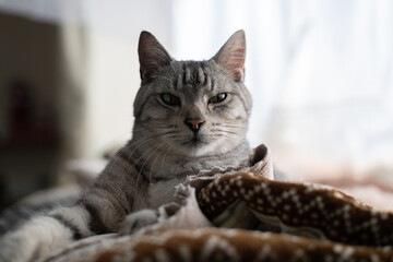 Fototapeta premium 見つめる可愛い猫 サバトラ猫