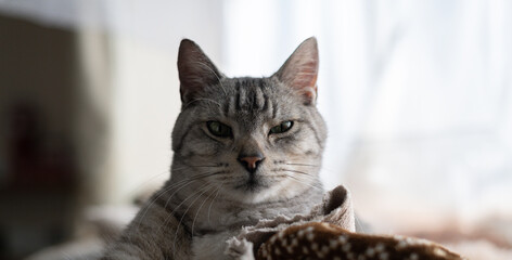 見つめる可愛い猫　サバトラ猫