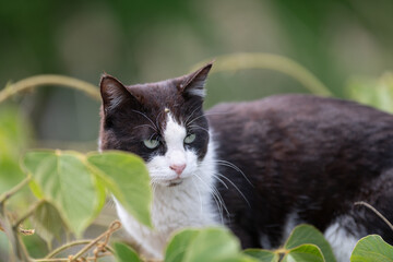草の中からみつめる可愛い猫	