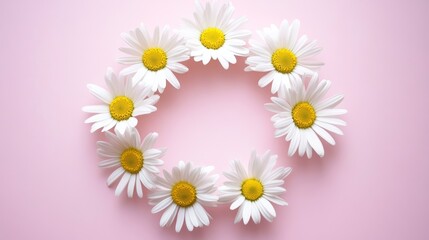 Eight daisies arranged in a circle on a pink background.