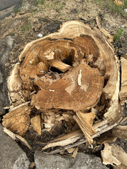 Broken tree trunk after a thunderstorm