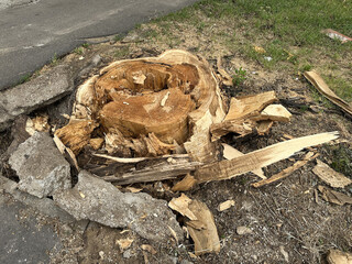 Broken tree on the street