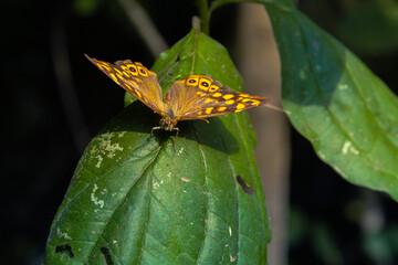 Macro image of a Speckled Wood butterfly (Pararge aegeria) resting on a green leaf. The butterfly...