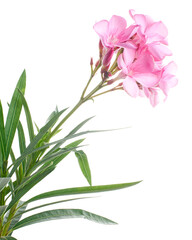 Nerium oleander, Pink oleander flowers isolated on white background with clipping path 