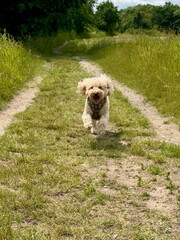 Running Small Poochon Fluffy Dog