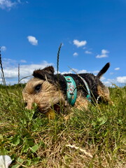 Terrier In A Field With Blue Sky & Clouds