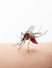극세밀 접사로 담은 모기의 생물학적 구조, Biological Structure of Mosquito in Ultra Macro