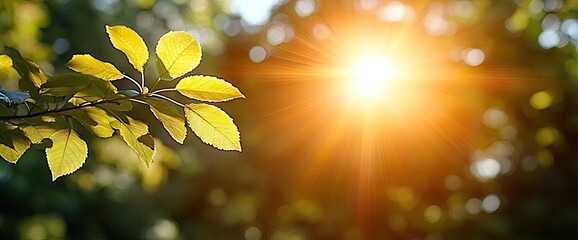 Obraz premium Autumn leaves bathed in sunlight