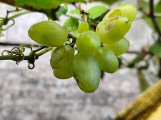 A small bunch of immature light green grapes hanging on a tree, there are insect bite marks, with a...