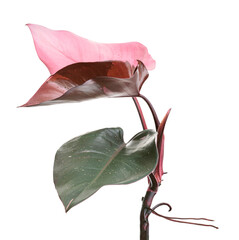 Philodendron Pink Princess plant, Philodendron Erubescens leaves, isolated on white background, with clipping path  © DEWINs