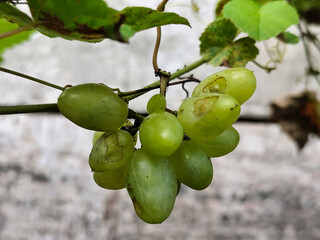 A small bunch of immature light green grapes hanging on a tree, there are insect bite marks, with a...