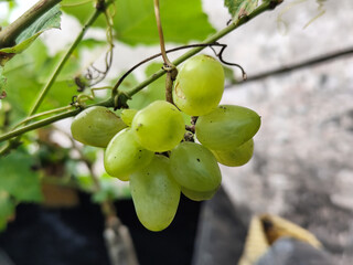 A small bunch of immature light green grapes hanging on a tree, there are insect bite marks, with a...