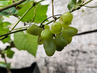 A small bunch of immature light green grapes hanging on a tree, there are insect bite marks, with a...