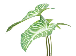 Xanthosoma Lindenii leaf, Caladium Lindenii foliage isolated on white background, with clipping path  © DEWINs