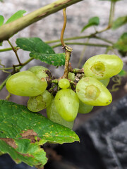 A small bunch of immature light green grapes hanging on a tree, there are insect bite marks, with a...