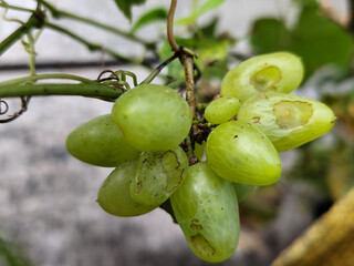A small bunch of immature light green grapes hanging on a tree, there are insect bite marks, with a...