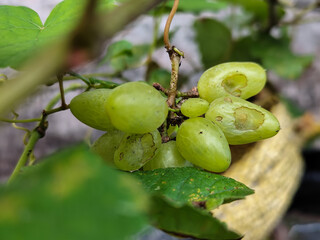 A small bunch of immature light green grapes hanging on a tree, there are insect bite marks, with a...