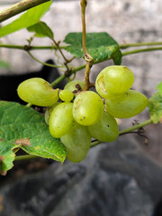 A small bunch of immature light green grapes hanging on a tree, there are insect bite marks, with a...