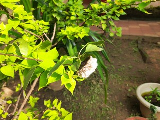 Paper wasps nest. Paper wasps construct their nests from a material made by combining their saliva with wood fibers. Paper wasps hive.