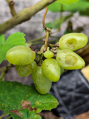 A small bunch of immature light green grapes hanging on a tree, there are insect bite marks, with a...