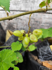 A small bunch of immature light green grapes hanging on a tree, there are insect bite marks, with a...