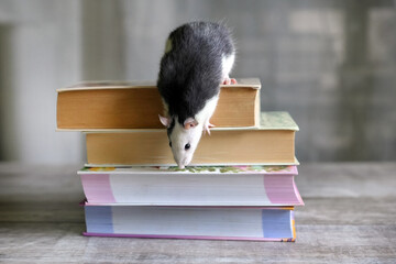 Rat on a Stack of Books. Cute little white and black rat walking over stacked old books towards camera.