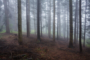 A Rainy Morning in the Słonne Mountains
