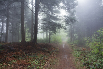 A Rainy Morning in the Słonne Mountains
