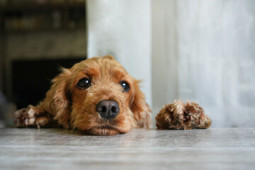 cute dog begging for food at the kitchen table. Spaniel dog head on table with paws looking at camera