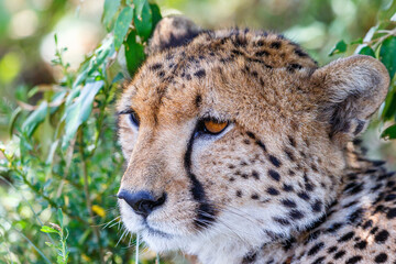 Cheetah portrait in the shade