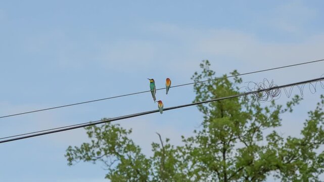 European bee-eaters (Merops apiaster) perched on a wire, communicating with each other
