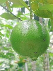 lime tree with fruit