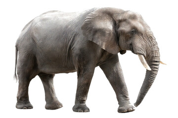 Obraz premium Majestic high‑resolution full‑body elephant transparent‑background PNG cutout for seamless wildlife branding, safari‑themed graphic design, educational posters, presentations, and e‑commerce mockups