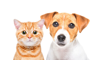 Portrait of lovely Jack Russell Terrier puppy and a kitten Scottish Straight, closeup, isolated on a white background.jpg