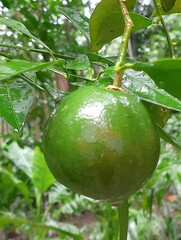 Green Malta in a trre