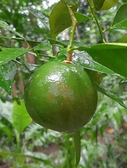 Lime fruit in the tree