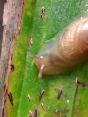 snail on a leaf