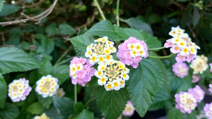 ランタナの花のある風景
