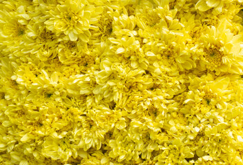 yellow chrysanthemum flower background.