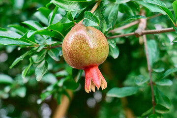 Pomegranate fruit growing on tree branch in vibrant green foliage