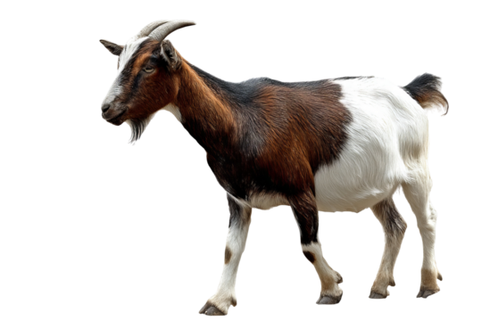 Full-body high-resolution goat illustration PNG cutout on seamless transparent background for farm-themed graphic design, wildlife conservation infographics, educational materials