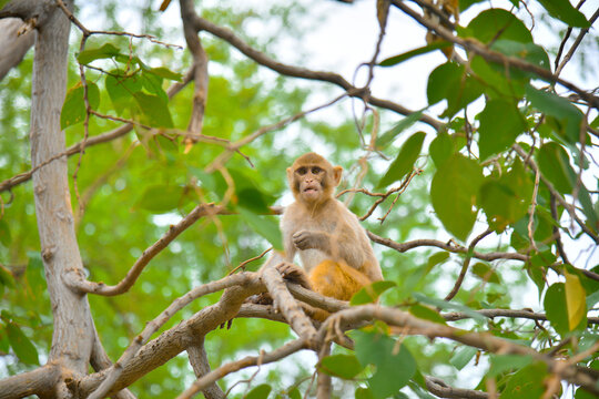 Portrait close-up of a young cynomolgus monkey looking directly into the camera, the rainforest diffuse in the background.
