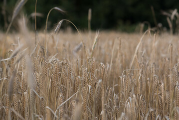AGRICULTURE - Rye on the farm field