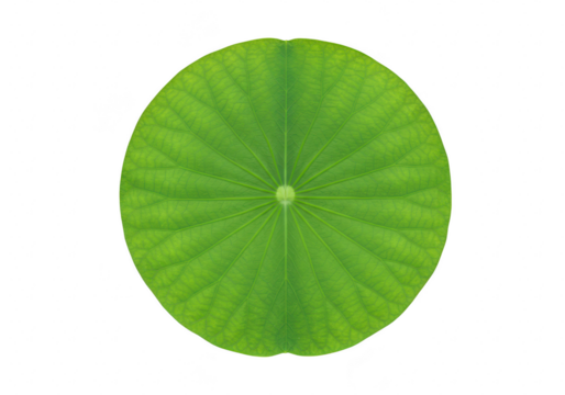 A vibrant green lotus leaf with intricate vein patterns, viewed from the top and isolated on a transparent background