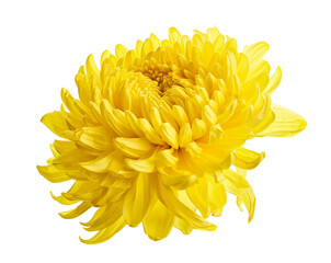 Yellow Chrysanthemum flower, Large Chrysanthemum flower isolated on white background, with clipping...