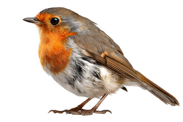 European robin bird with bright orange breast isolated on transparent background